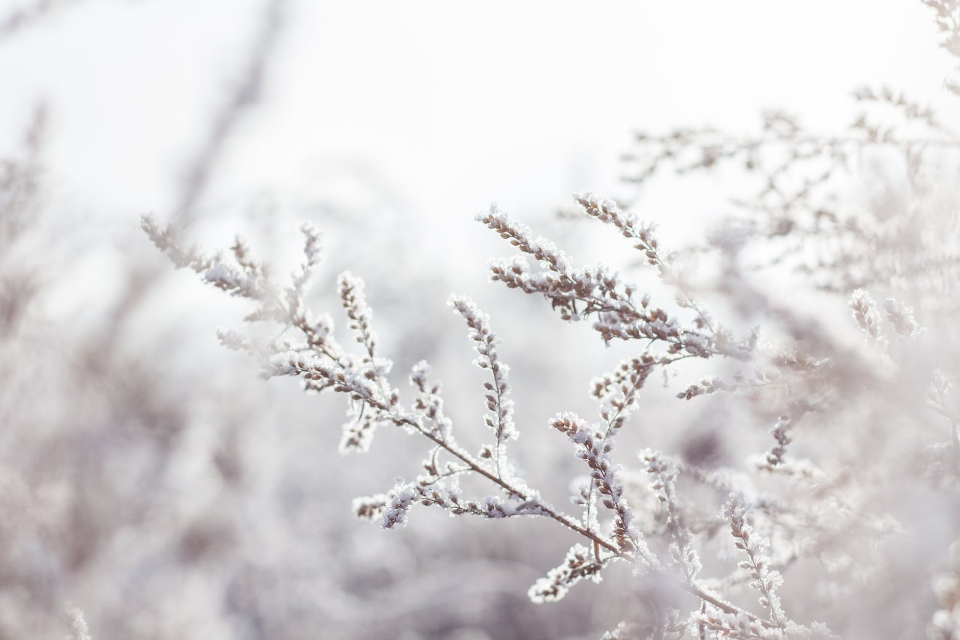 winter