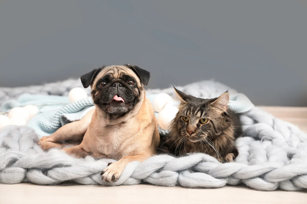 shutterstock_1223351425-1920w