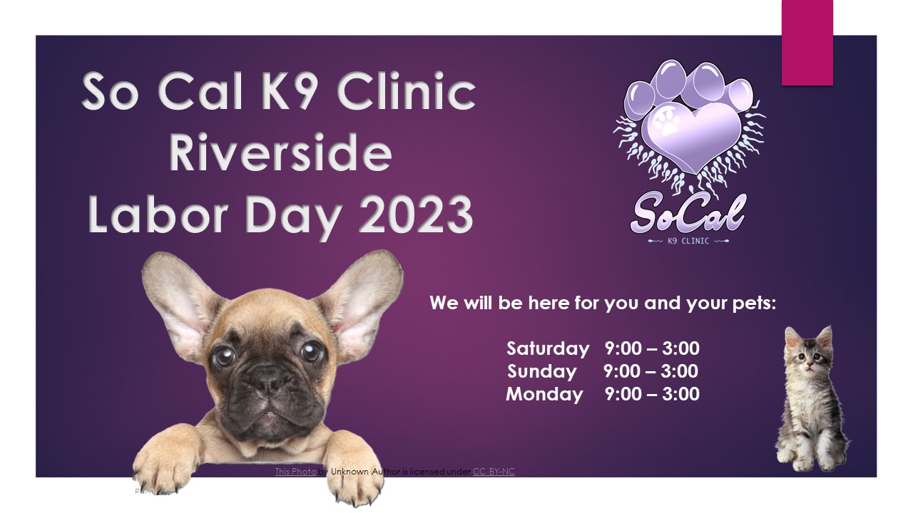 SoCal K9 Clinic